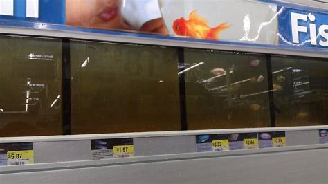 walmart fish|Walmart Discovered .